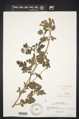 Phacelia congesta image