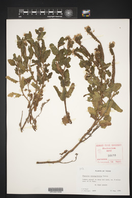 Phacelia integrifolia image