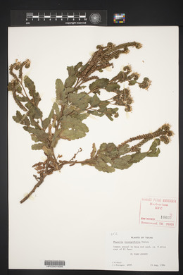 Phacelia integrifolia image