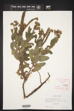 Phacelia integrifolia image