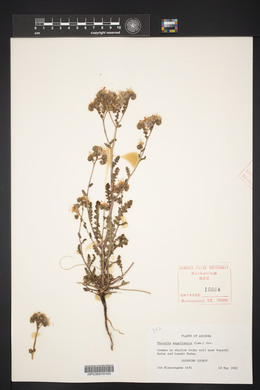 Phacelia magellanica image