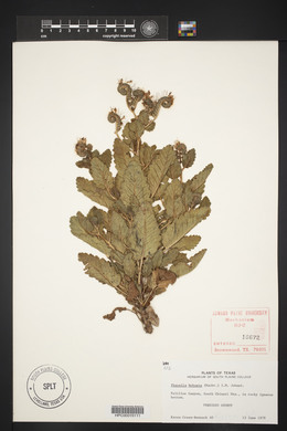 Phacelia robusta image