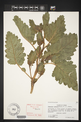 Phacelia robusta image