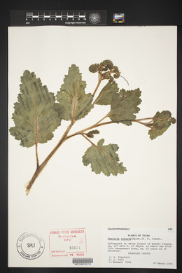 Phacelia robusta image