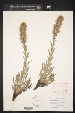 Phacelia sericea image