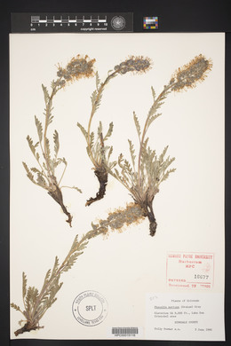 Phacelia sericea image