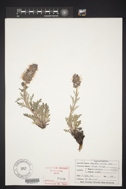 Phacelia sericea image