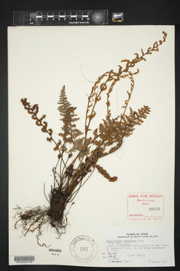 Myriopteris tomentosa image