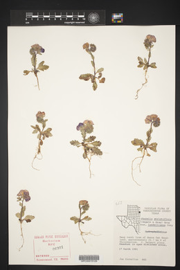 Phacelia strictiflora image