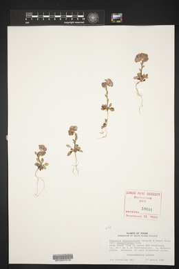 Phacelia strictiflora image