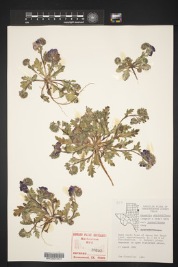 Phacelia strictiflora image