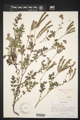 Phacelia texana image