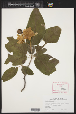 Cordia boissieri image