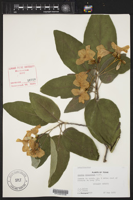 Cordia boissieri image