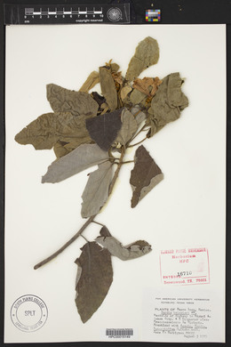 Cordia boissieri image