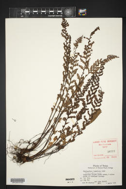 Myriopteris tomentosa image