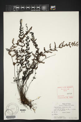 Myriopteris tomentosa image