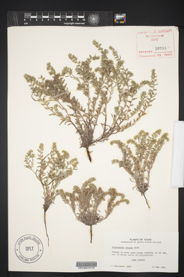 Cryptantha minima image