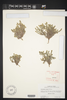 Cryptantha minima image