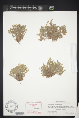 Cryptantha minima image