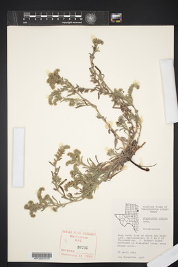 Cryptantha minima image