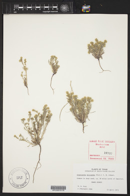 Eremocarya micrantha image