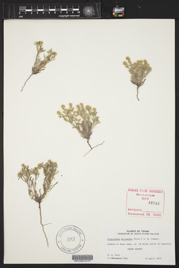 Eremocarya micrantha image