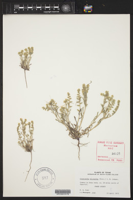 Eremocarya micrantha image