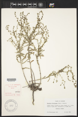 Hackelia floribunda image