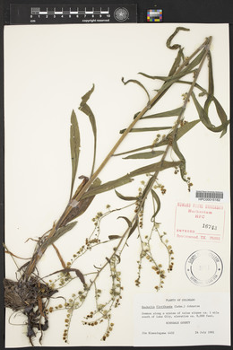 Hackelia floribunda image