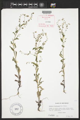 Hackelia floribunda image