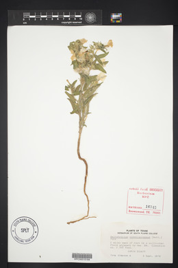 Heliotropium convolvulaceum image