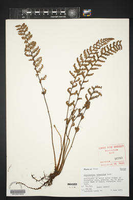 Myriopteris tomentosa image