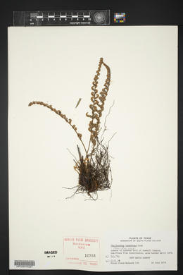 Myriopteris tomentosa image