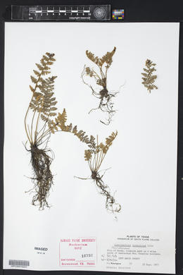 Myriopteris tomentosa image