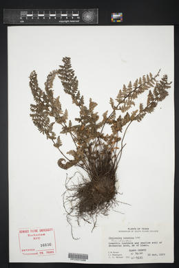 Myriopteris tomentosa image