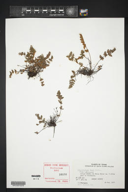 Myriopteris gracilis image