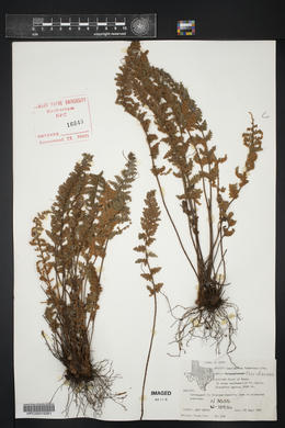 Myriopteris tomentosa image