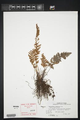 Myriopteris tomentosa image
