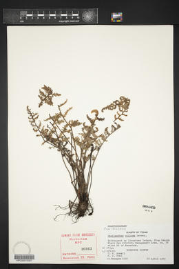 Myriopteris windhamii image