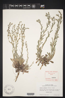 Lappula occidentalis var. occidentalis image