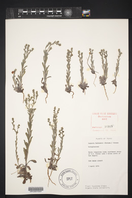 Lappula occidentalis var. occidentalis image