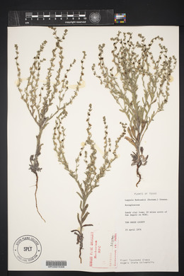 Lappula occidentalis var. occidentalis image