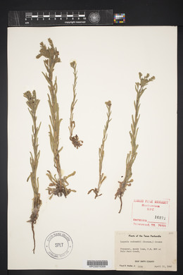 Lappula occidentalis var. occidentalis image