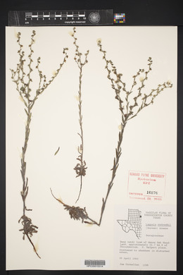 Lappula occidentalis var. occidentalis image