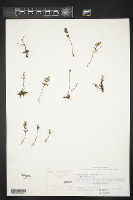 Myriopteris wrightii image