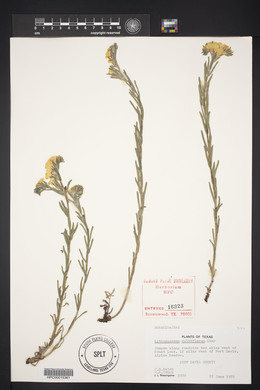 Lithospermum multiflorum image