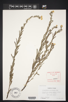 Lithospermum multiflorum image