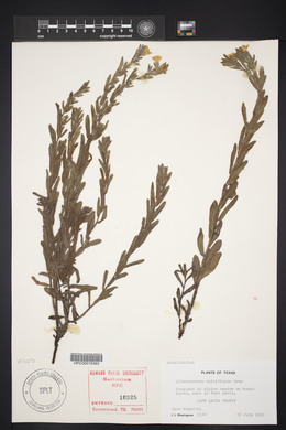 Lithospermum multiflorum image