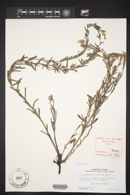 Lithospermum multiflorum image